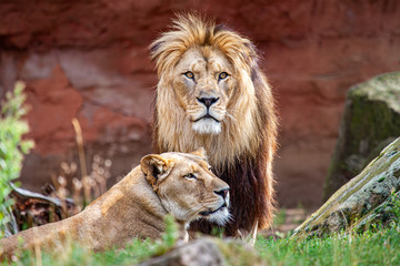 Barbary lion and lioness. The Barbary lion was also called North African lion, Berber lion and...