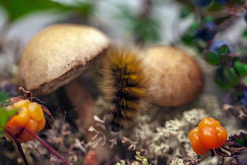  a small mushroom on the background of tundra,