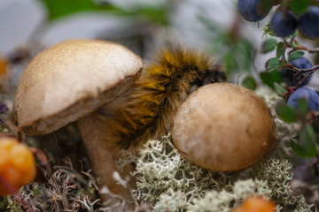  a small mushroom on the background of tundra,