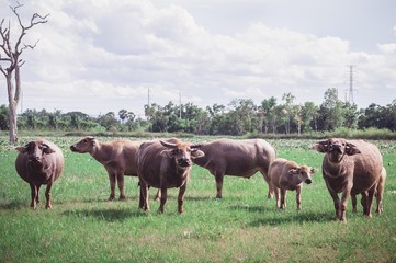 Buffalo in the meadow , animals life in the nature garden