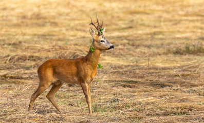 roe deer, european roe deer, western roe deer, roe, deer, animals, outdoors, beautiful, young, natural, forest, animal, brown, capreolus capreolus, field, grass, mammal, nature, outdoor, wild, wildlif