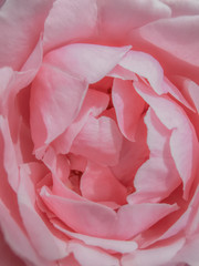 Close-up Pink rose petals texture . Abstract background ,Beautiful rose flower petals