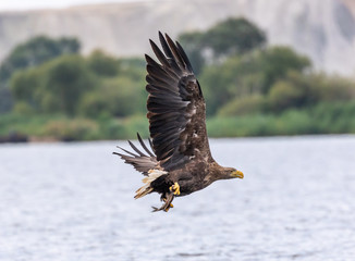 White tailed sea eagle