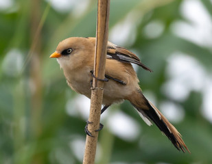 Bearded Tit  (Juvenile)