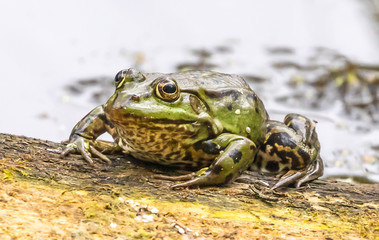 Common Pond Frog