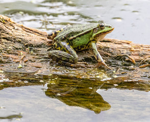 Common Pond Frog