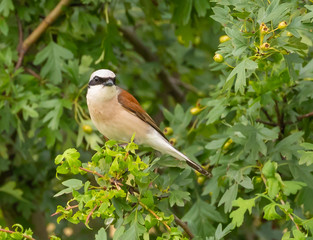 Red backed Shrike