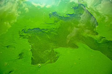 Blooming blue-green algae (Cyanobacteria). Water pollution of rivers and lakes with harmful algal blooms. It is world environmental problem. Ecology concept of polluted nature.