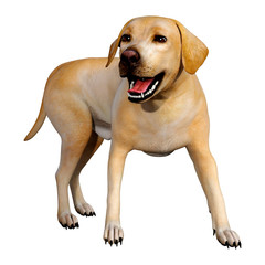 3D Rendering Labrador Dog on White