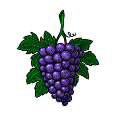 Hand drawn grape illustration in engraving style. Design element for poster, emblem, sign, logo, label. Vector illustration