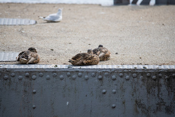 Ducks frolic at the  Weser in Bremen Germany
