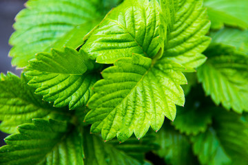 green strawberry sprouts on a bed close-up top view texture background