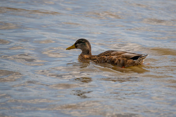 Ducks frolic at the  Weser in Bremen Germany