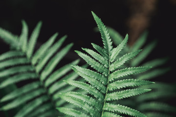 Closeup nature view of dark green leaf with copy space using as background concept