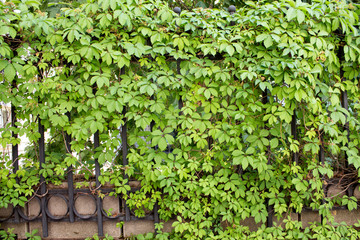 Fototapeta na wymiar Fence with green beautiful plants texture.