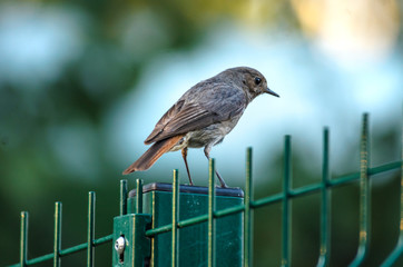 Songbird sitting on a fence
