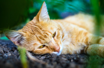 Sad ginger cat lies on the ground in the undergrowth