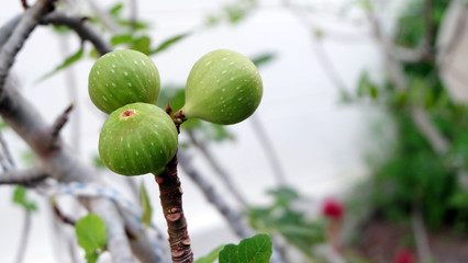 Three unripe green figs growing on the tip of a branch, with blurred garden in the background. 