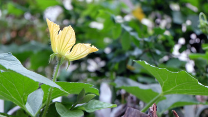 Yellow bitter gourd flower blooming in the garden. 