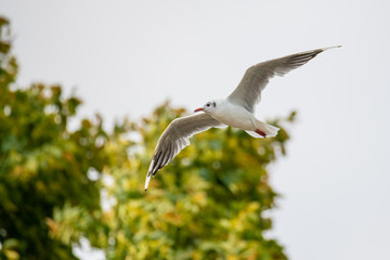 Seagulls frolicking on the Weser in Bremen  Germany