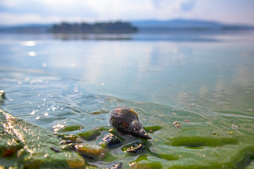 Blooming blue-green algae (Cyanobacteria). Water pollution of rivers and lakes with harmful algal...