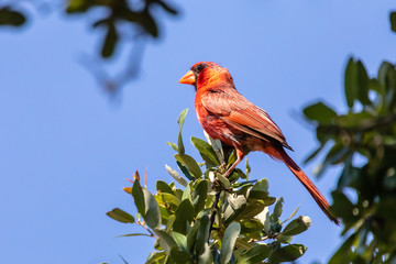 red bird on a branch