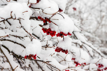 Red clusters of viburnum, covered with a hat of snow_