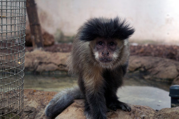 Monkey with elegant hairstyle, hairstyle, fashion, long hair, monkey drinking