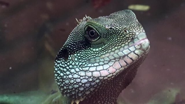 The Chinese water dragon (Physignathus cocincinus) portrait inside vivarium at zoo, close up. Head of the reptile with detail of skin.
