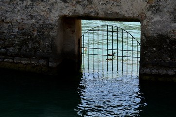 ducks behind a fence on Lake Garda