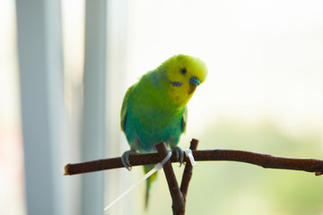 Fototapeta na wymiar rainbow, budgerigar, wooden, perch, branch, talking, playing, hand, homemade, in a cage, beauty, trained, smart, playful, healthy, young, adult, feathers, blue, green, yellow, strong, paws, claws, rod