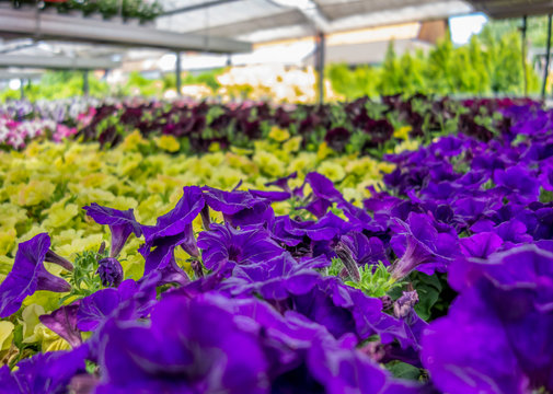 greenhouse scenery