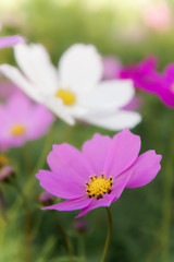cosmos daisy flowers in the garden day natural vintage