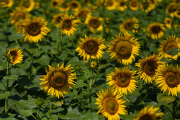 Fototapeta na wymiar yellow sunflower flowers