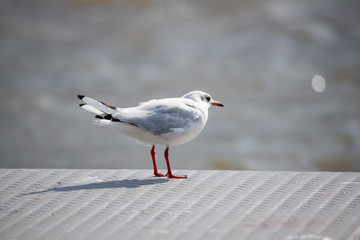 Seagulls frolicking on the Weser in Bremen  Germany