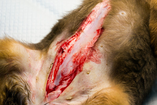 Subcutaneous tissue with edema post-mortem in puppy with anemia and renal failure