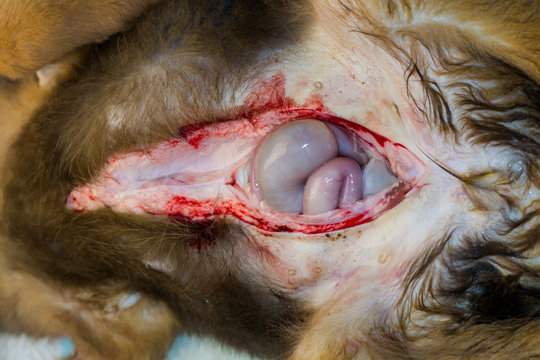 intestines with gas due to anaerobic bacteries development, tissue anemia and edema due to renal failure