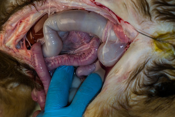 liquid in the abdomen of a puppy, ascites due to hypoproteinemia