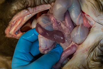 the spleen of a dog with anemia, note the color and size - obrazy, fototapety, plakaty