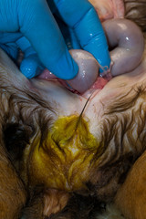 the urine with biliary pigment, urobilinogen in urine of a dog at the necropsy,  liver damage