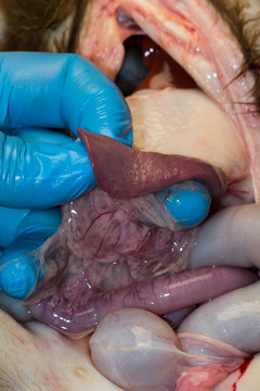 the spleen of a dog with anemia, note the color and size