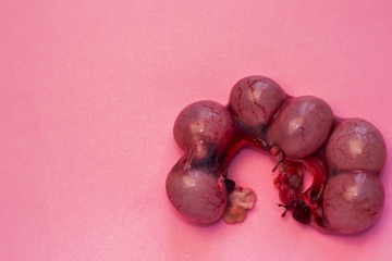 pregnant uterus of a cat in 3 weeks isolated