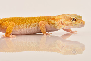 portraits to Leopard Gecko in studio