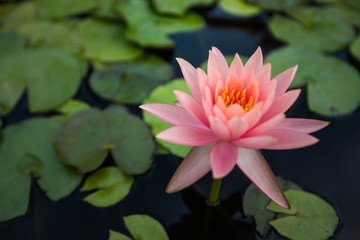 beatiful Lotus flowers on lake , water lily blooming in pond