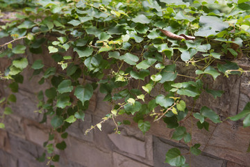 Luxuriant vines covered the stone walls