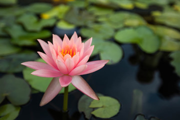 beatiful Lotus flowers on lake , water lily blooming in pond