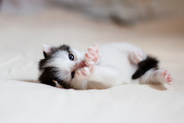 a small pretty fluffy playful kitten lies on a light blanket, looks at the camera and stretches its paws with claws