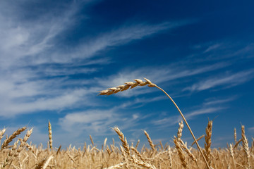 Obraz premium ears of wheat against the blue sky