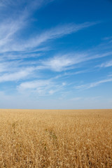 Golden wheat field turning into blue sky