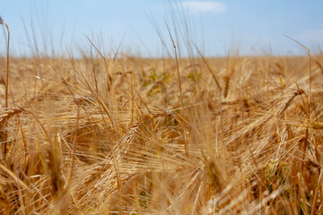 Golden wheat field turning into blue sky